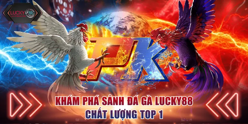 Khám phá sảnh đá gà Lucky88 chất lượng 